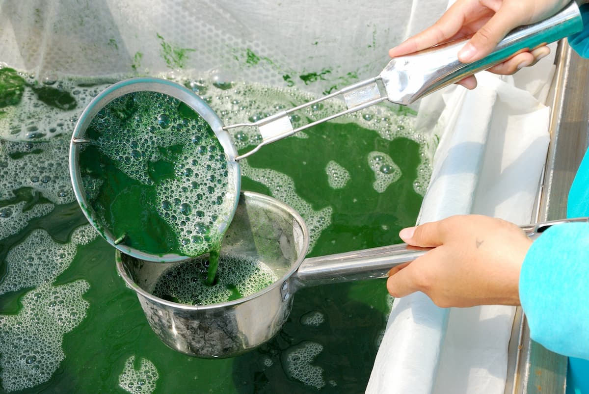 culture de spiruline