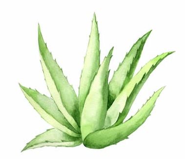 aloes