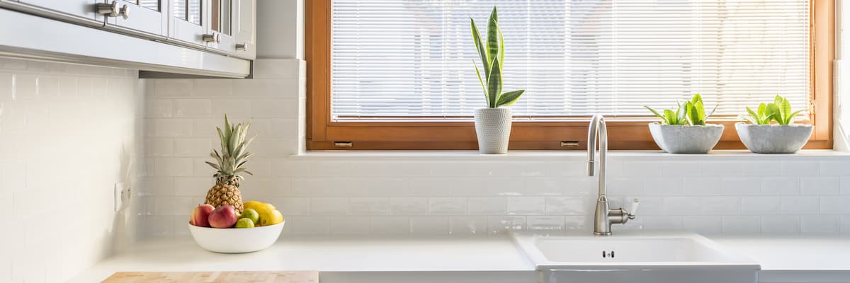 plantes d'intérieur